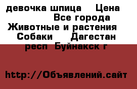 девочка шпица  › Цена ­ 40 000 - Все города Животные и растения » Собаки   . Дагестан респ.,Буйнакск г.